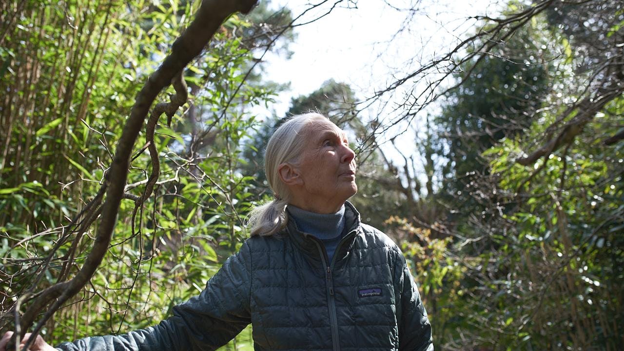 Jane Goodall - Tim Cole - Templeton Prize 