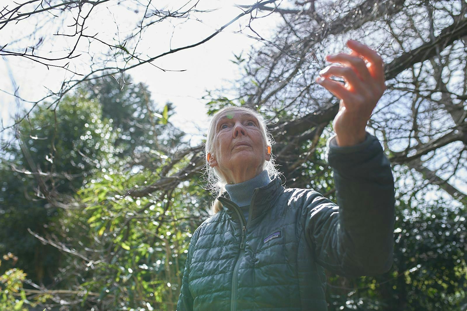 TWCF and National Geographic announce new grant in honor of Templeton Prize winner Jane Goodall