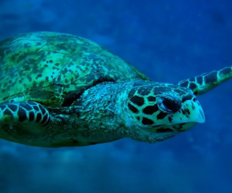 Climate Smart Map sea turtle 1
