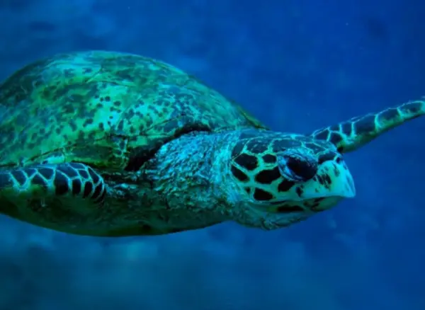 Climate Smart Map sea turtle 1