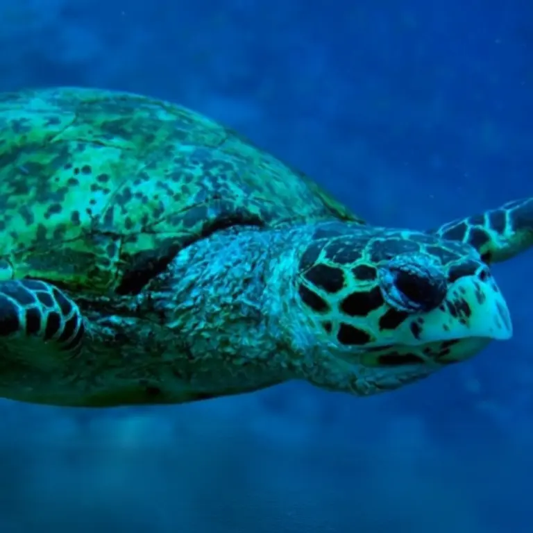 Climate Smart Map sea turtle 1