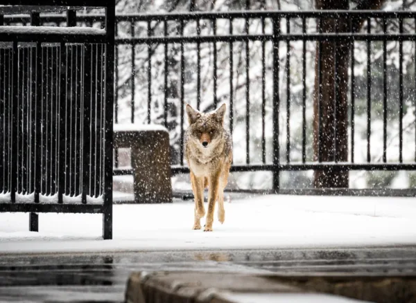 Cosmopoliatn Carnivores Many Minds Podcast featuring Sarah Benson Amram 2