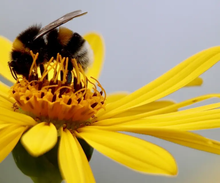 Flexible abstract rhythm perception in bumble bees