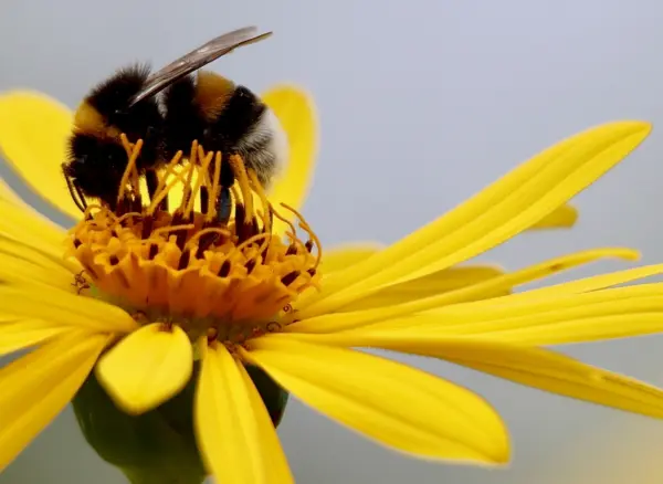Flexible abstract rhythm perception in bumble bees