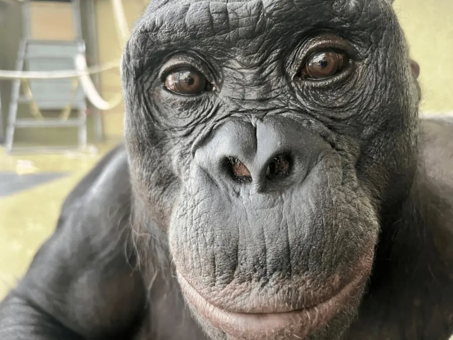 Kanzi - the Bonobo - https://www.apeinitiative.org/kanzi