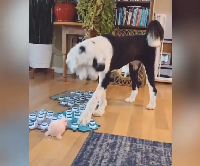 Purina Livestream Bunny With Soundboard Buttons