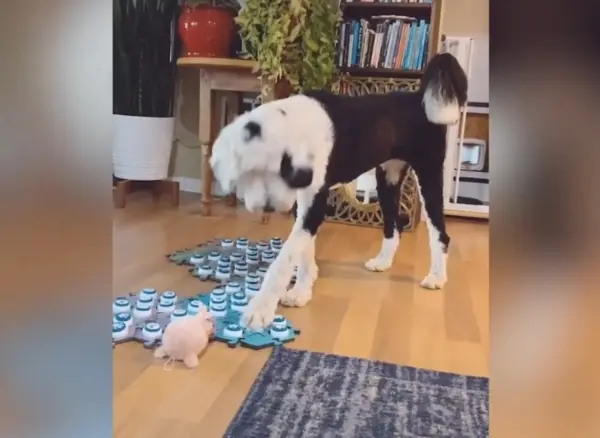 Purina Livestream Bunny With Soundboard Buttons