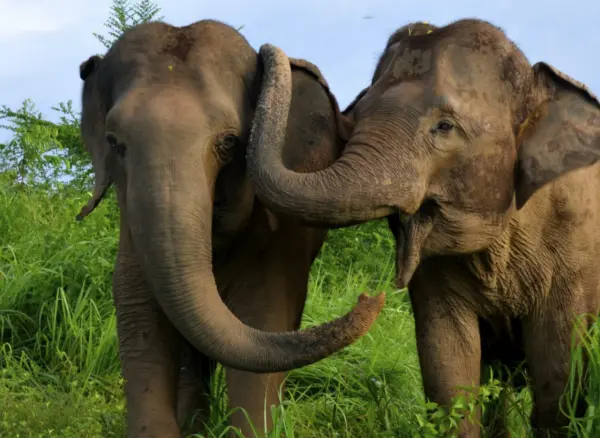 Elephants Photo from Plotnik Lab