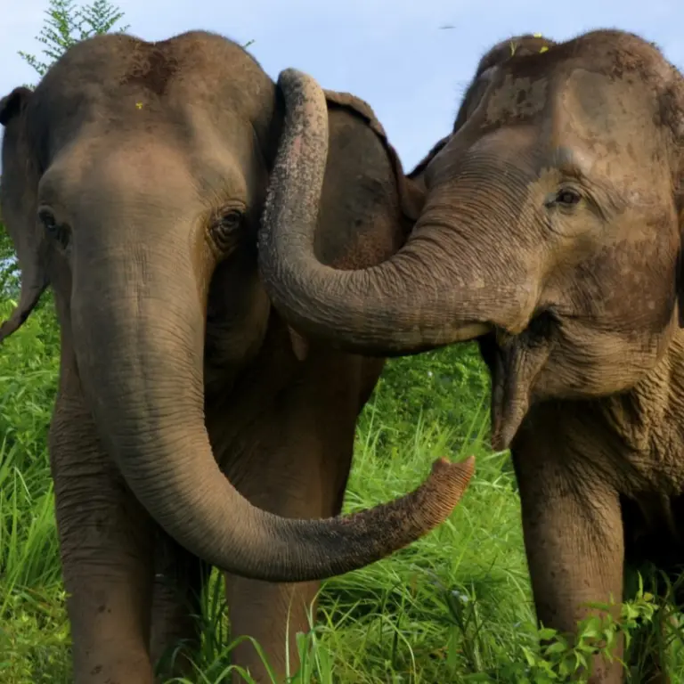 Elephants Photo from Plotnik Lab