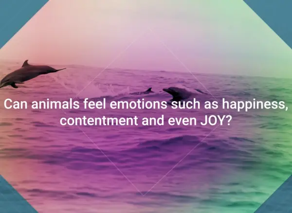 Can animals feel emotions such as happiness, contentment and even joy?