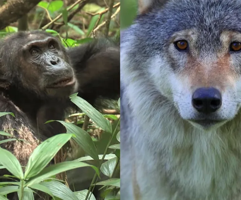 Animal20cognition202