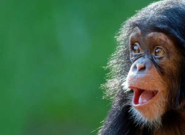 Joy In Animals SOI Podcast Cartmill Lyn Allen