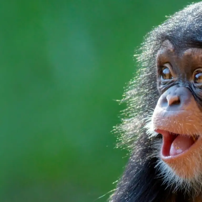 Joy In Animals SOI Podcast Cartmill Lyn Allen