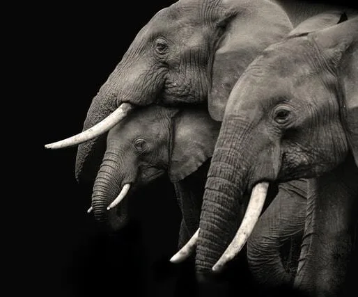 MM20 Podcast20 20 Animal20 Minds20and20 Animal20 Morality20 20small