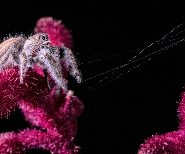 Consider the spider