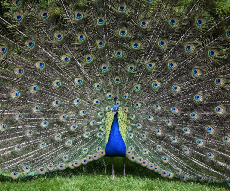 A20 Hidden20 World20of20 Sound20with20 Karen20 Bakker20 20 Many20 Minds20 Podcast20 20 Peacock