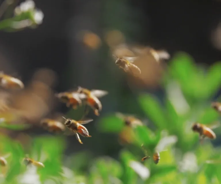 The20 Honey20 Bee20 Brain20 Dr20 Andrew20 Barron2006