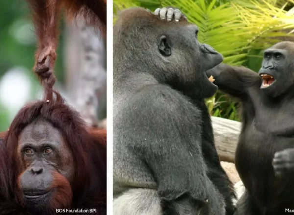 Humor20in20 Apes