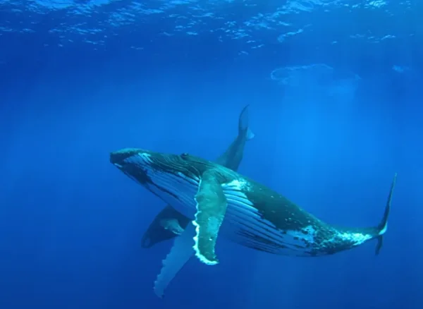 Humpback20 Whale20 Songs202620the20 Search20for20 Alien20 Intelligence2006