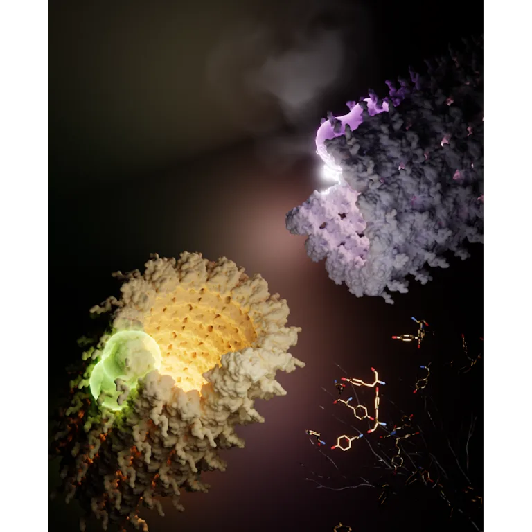 Energy20migration20in20microtubules