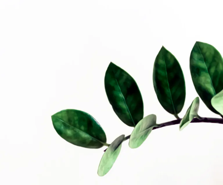 Minding20 Plants20 20 Many20 Minds20 Podcast