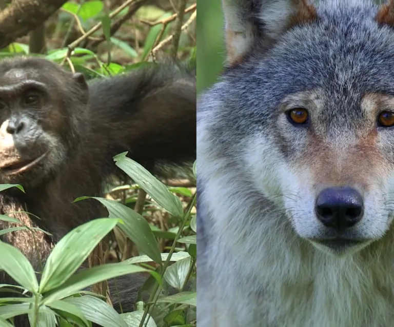 Putting20 Our20 Heads20 Together2020 A20 Global20 Community20to20 Study20 Animal20 Cognition2007