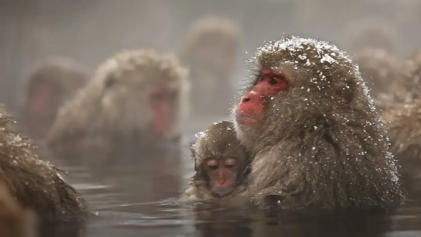 Diverse video still