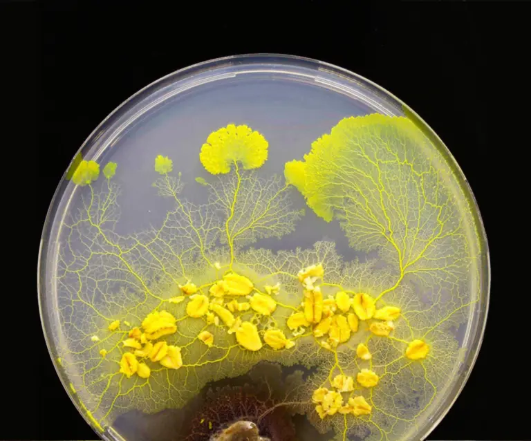 Turning Intelligence on Its Head: Grounding Cognition in Biology, not Brains​, a project by Monica Gagliano - Image credit Jules Smith-Ferguson