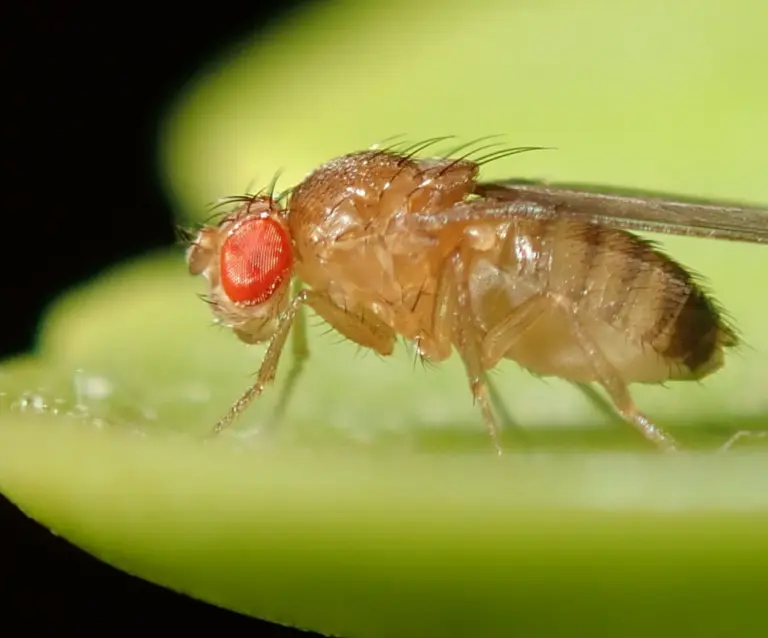 Common Fruit Fly (Drosophila melanogaster)