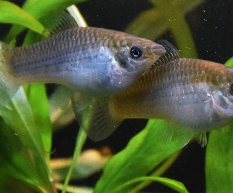 Amazon Molly College of Biological Sciences UC Davis Credit David Bierbach 1