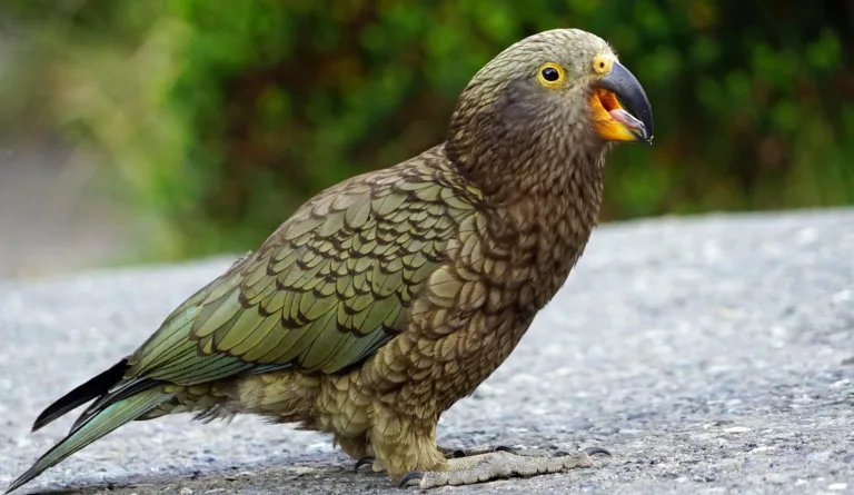 Birds of Joy? Searching for an Analogue of Human Laughter in the Kea Parrot - a research project led by Alex Taylor, The University of Auckland