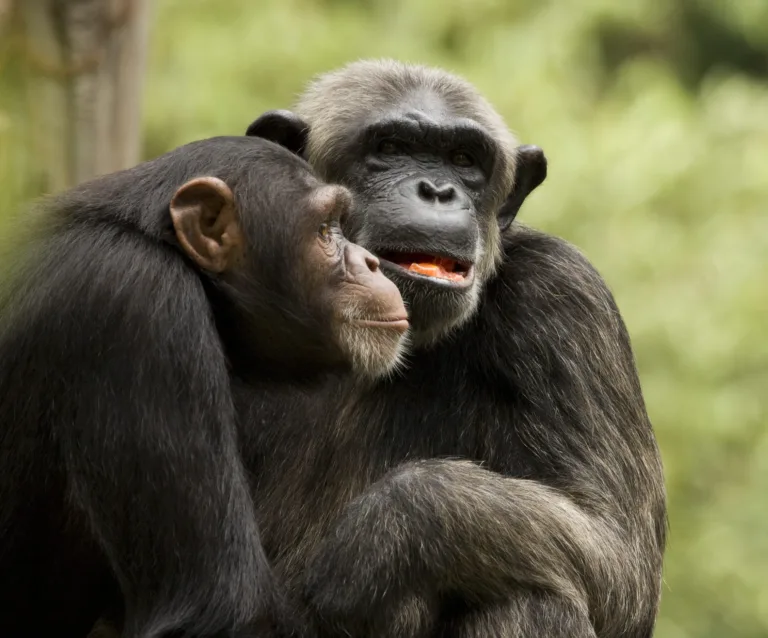 309 emphatic personality and gender in our closest primate relatives