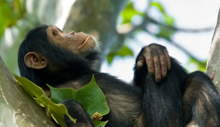 ​Primates in Virtual Space: Using Virtual Reality to Compare the Spatial Intelligence of Humans, Apes and Monkeys​ - a project led by Francine Dolins