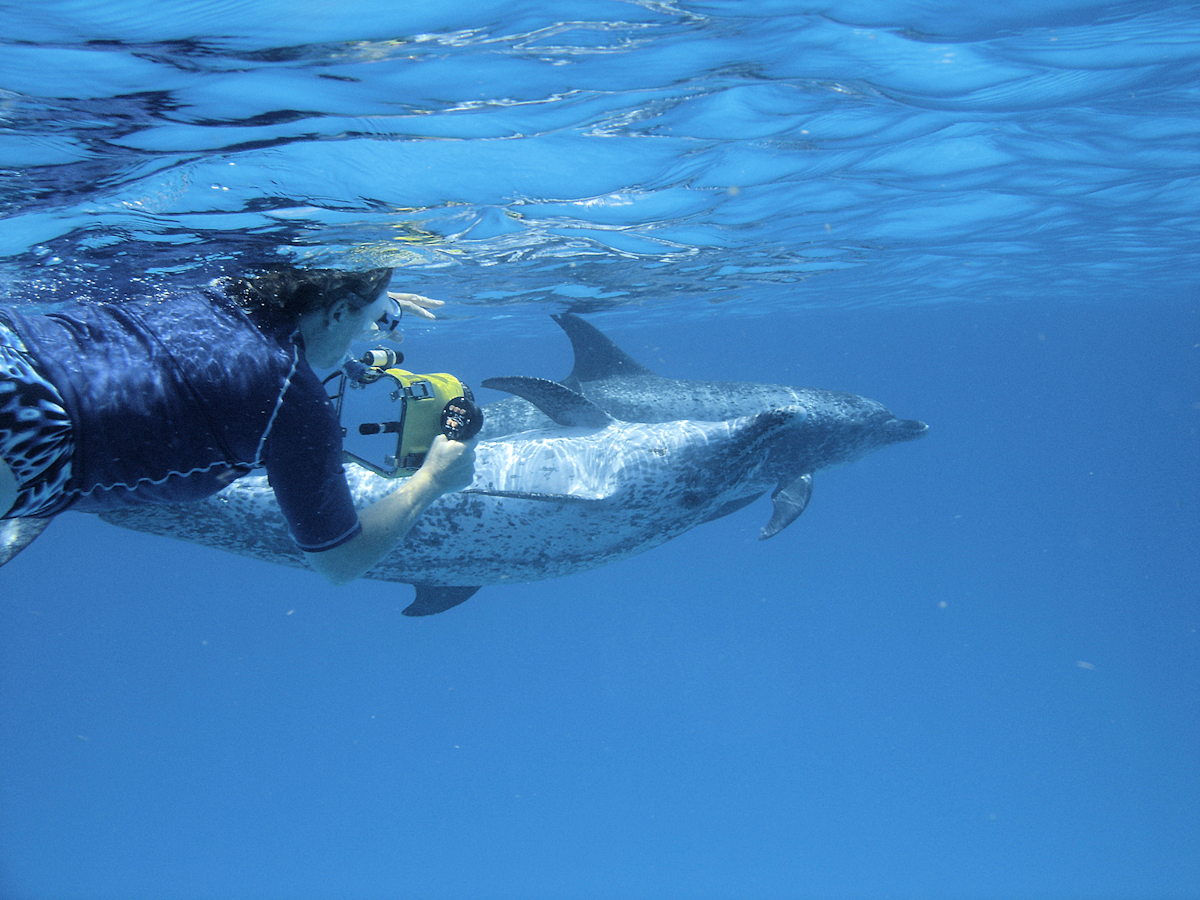 Dr. Denise Herzing records the sound and behavior of two Atlantic spotted dolphins near the surface. Photo credit_ Cassie Volker-Rusche